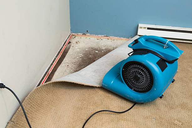 Best Professional water damage repair  in Cottonwood, MN
